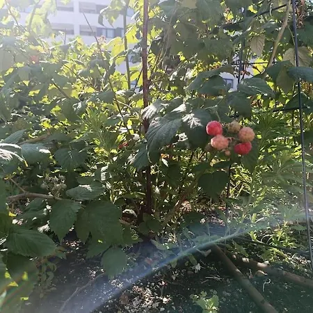 Juliet's Hideout Pozsony