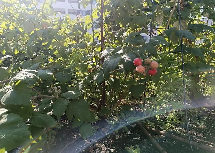 Juliet's Hideout Bratislava